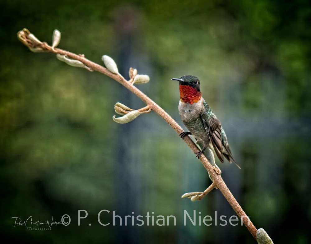 Ruby-throated male standing guard